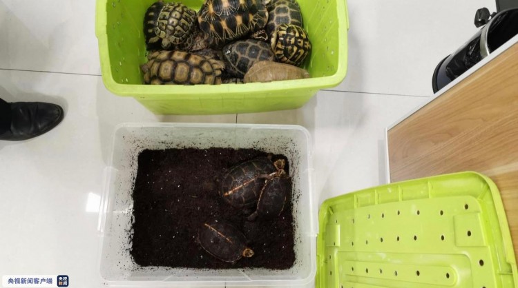 网上购买“陆龟”作为宠物 两名男子在江苏徐州触犯刑法被公诉
