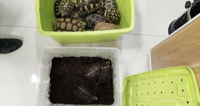 网上购买“陆龟”作为宠物 被公诉的徐州两名男子触犯刑法