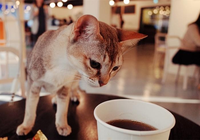 辟谣有猫屎咖啡并不代表猫咪能喝咖啡咖啡因可是猫的剧毒