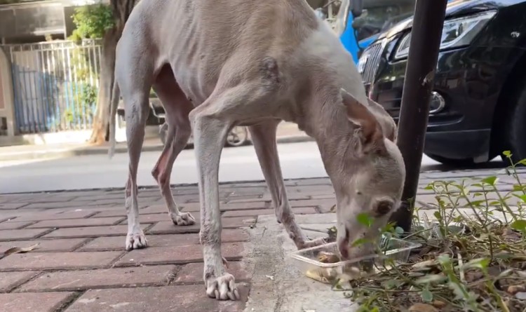 广州：有主赛犬街头讨食年迈狗狗小心进食的画面着实让人心酸