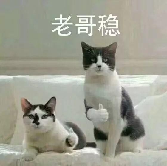 在给猫起名字这件事上，铲屎官们绝对是个鬼才