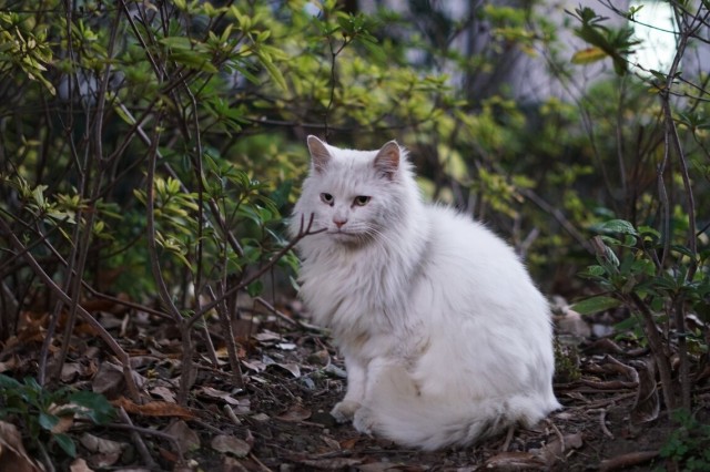 国产猫颜值都不高那是你还没遇到临清狮子猫