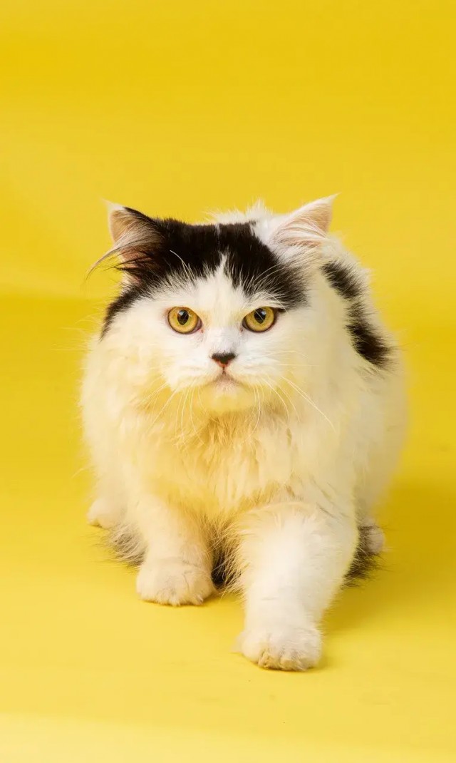 波斯猫是世界上最高贵的猫品种