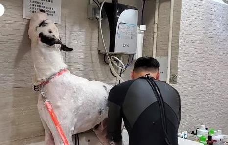 全世界最大的狗之一！134斤的大丹犬，训狗师该如何训练？