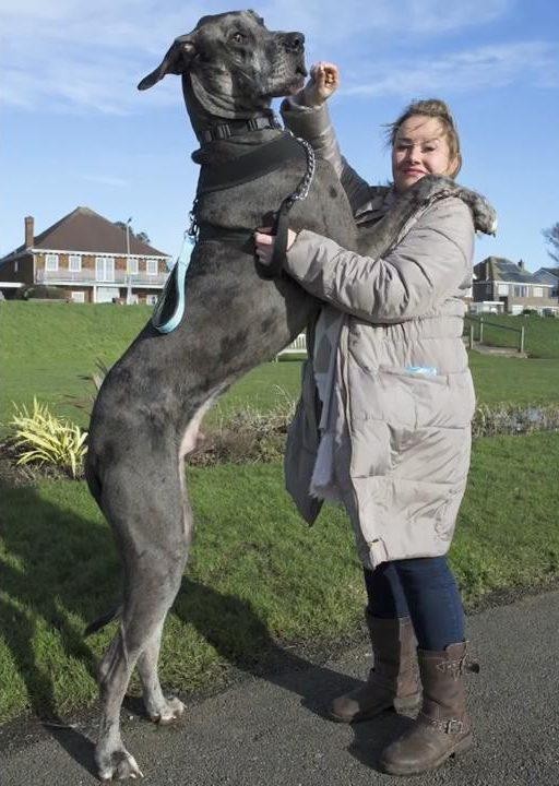 站直有2.28米高的大型犬，咬坏数十张家具，主人竟还为它单身多年