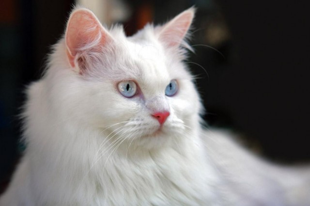 土耳其安哥拉猫是最古老的长毛猫品种之一！
