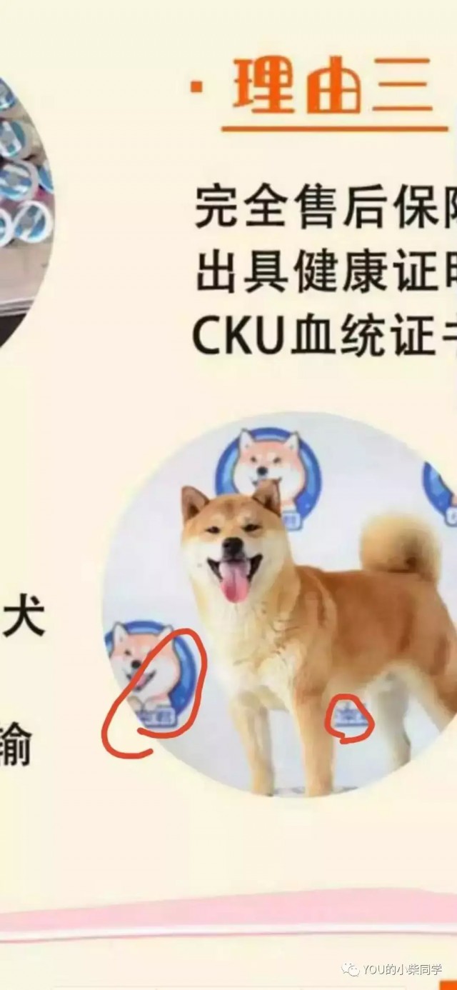 曝光一家骗子柴犬舍！！！