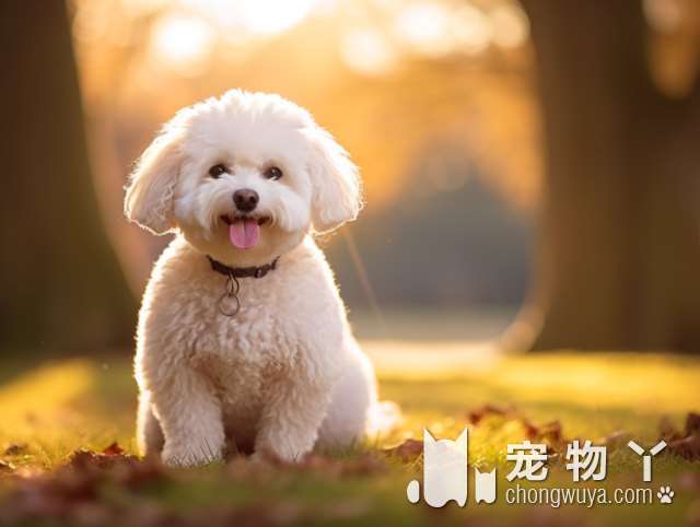 重庆宠物殡葬火化服务贴心又高效，你知道吗?