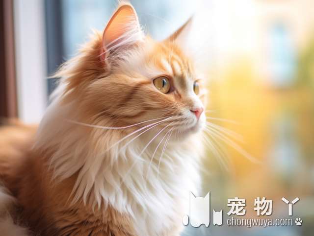 猫咪宠物寄养怎么收费，注意什么？