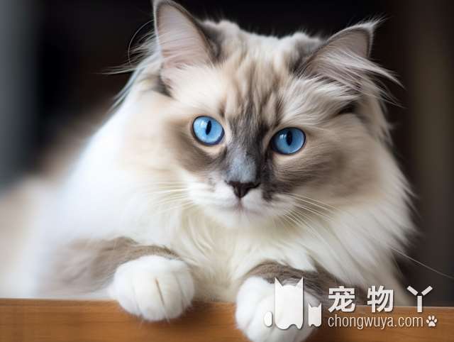 斯芬克斯猫类似哪个动漫人物？