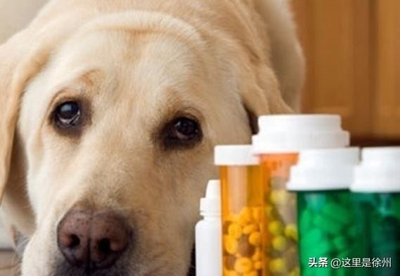 如果宠物生病了，你愿意为它支付多少医疗费用？您会购买宠物医疗保险吗？