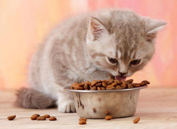 国产猫粮哪个牌子好性价比高？