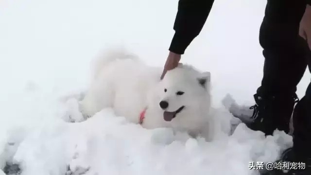 萨摩见到雪整个陷入疯狂之中乱蹦乱跳一旁的小博美只想回家