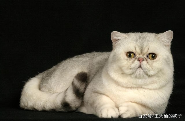 全世界最粘人的猫排名，看看有没有你的猫主人