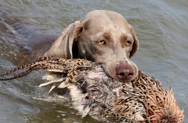 被称为水鸭杀手的狗品种！匈牙利的水鸭狩猎专家——乞沙比克猎犬