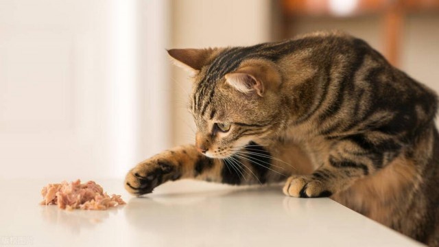 您知道流浪猫的报恩行为是什么吗？