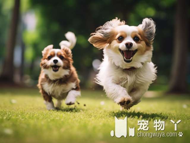 温州DOG CLUB狗狗俱乐部，最佳宠物寄养选择？