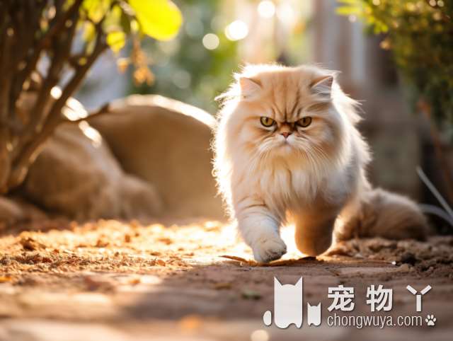 全球猫种数量？