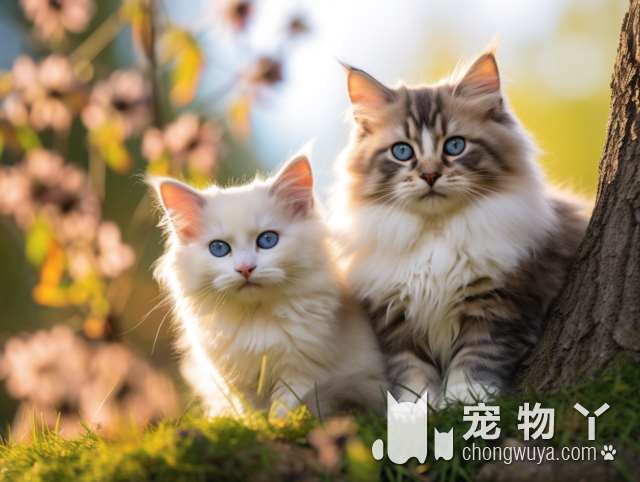 越南有哪些猫种？