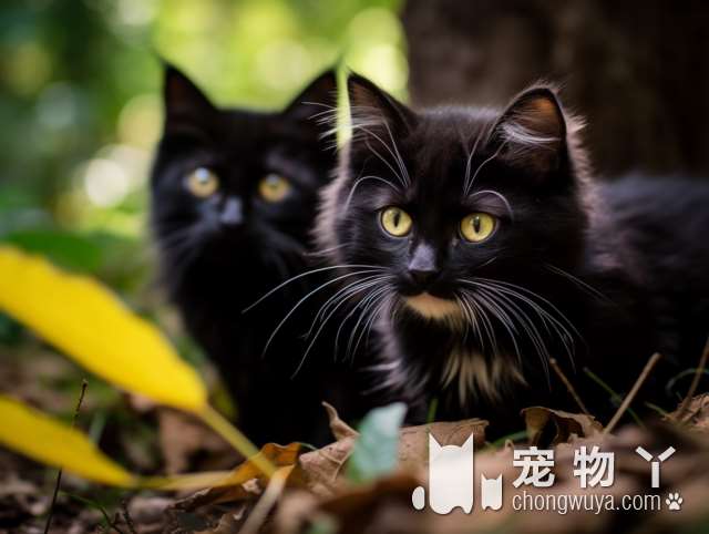 艾邦尼宠物医院：狗狗和猫猫健康护航，值得信赖吗?