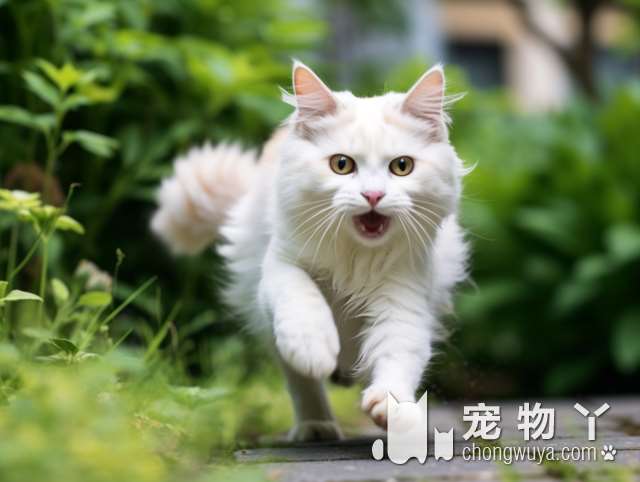 和两只猫结婚的英国猫奴，结婚十年!幸福美满!